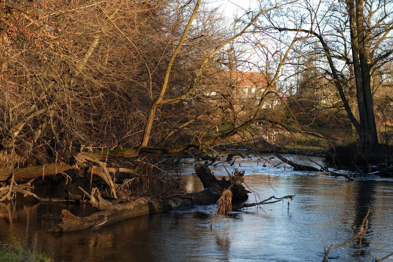 Calm river flowing through bare winter trees in the late afternoon light.